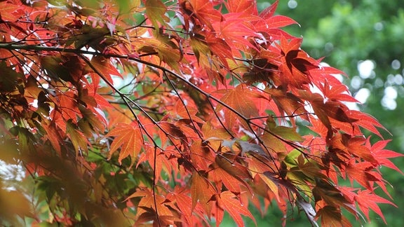 Leuchtend rote Blätter eines Rot-Ahorn in Savill Garden in Windsor.