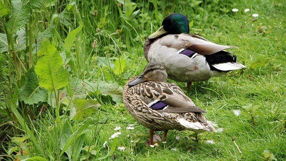 Enten auf einer Wiese in Savill Garden in Windsor.