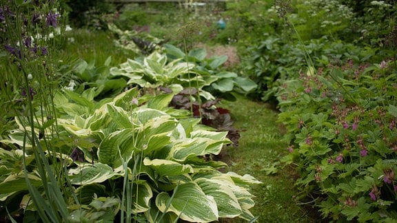 Hostas und andere Schatten-Pflanzen in einem Garten in Rastenberg