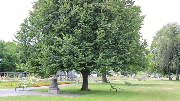 Schattenbaum