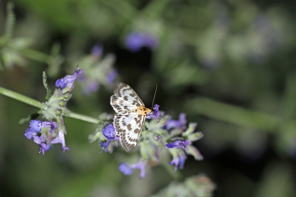 Falter Pflanzen Auf Diese Bluten Fliegen Schmetterlinge Mdr De