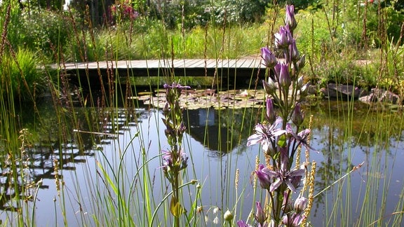 Schwimmteich im Garten Welche Pflanzen sind