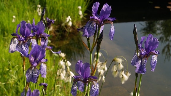 Iris-sibirica und Eriophorum-latifolium
