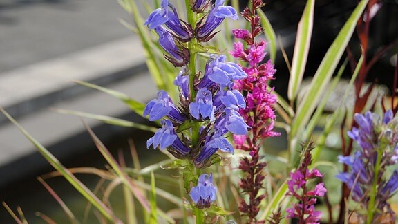 Lobelie mit blauen Blüten für Mini-Teiche