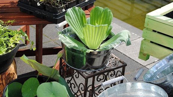 Als invasiv eingestufte Pflanze Wassersalat in Zinkschale