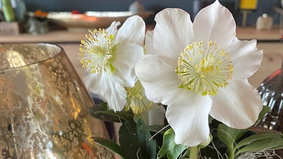 Vasen in Goldtönen mit weißer Christrose auf Tisch