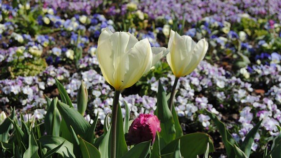 Blumenbeet mit Tulpen, Stiefmütterchen, Hornveilchen und anderen Frühblühern