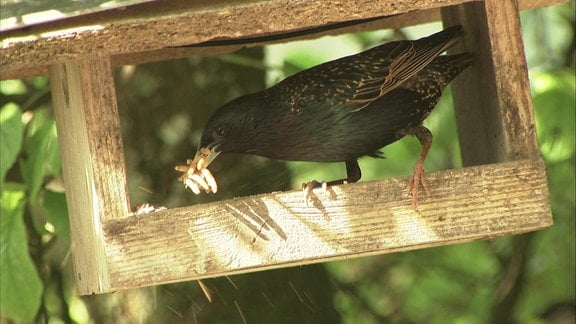 Vogel mit Mehlwürmern im Garten von Ornithologe Peter Berthold
