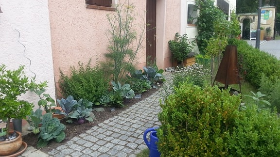 geschlossene Gestaltung eines Vorgartens mit Buchshecke und Gemüse