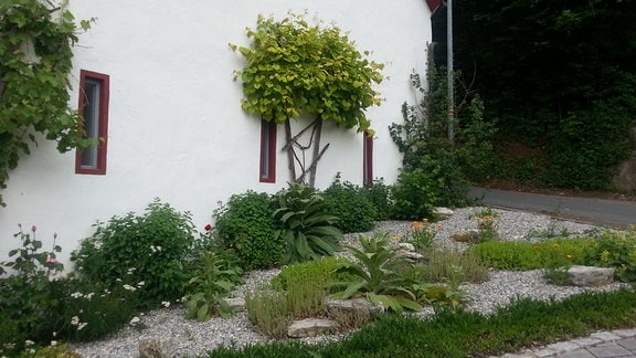 Kiesgartenfläche mit Königskerzen und anderen trockenheitsverträglichen Pflanzen
