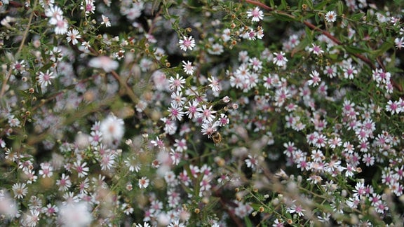 Weiß-rosa blühende Aster mit Biene