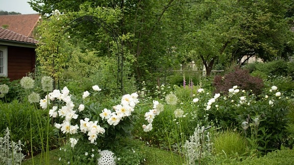 Weiße Blumen mit Buchsbaum umrahmt.