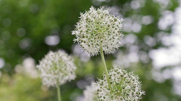 Ein weißer Allium