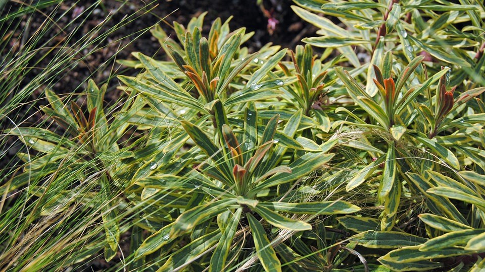 Pflanzenliste für ein HerbstBeet in warmen GelbTönen MDR.DE