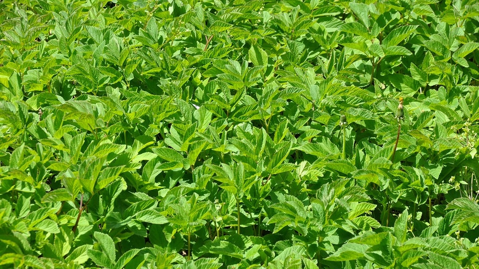 Giersch im Garten ohne Chemie bekämpfen und entfernen MDR.DE