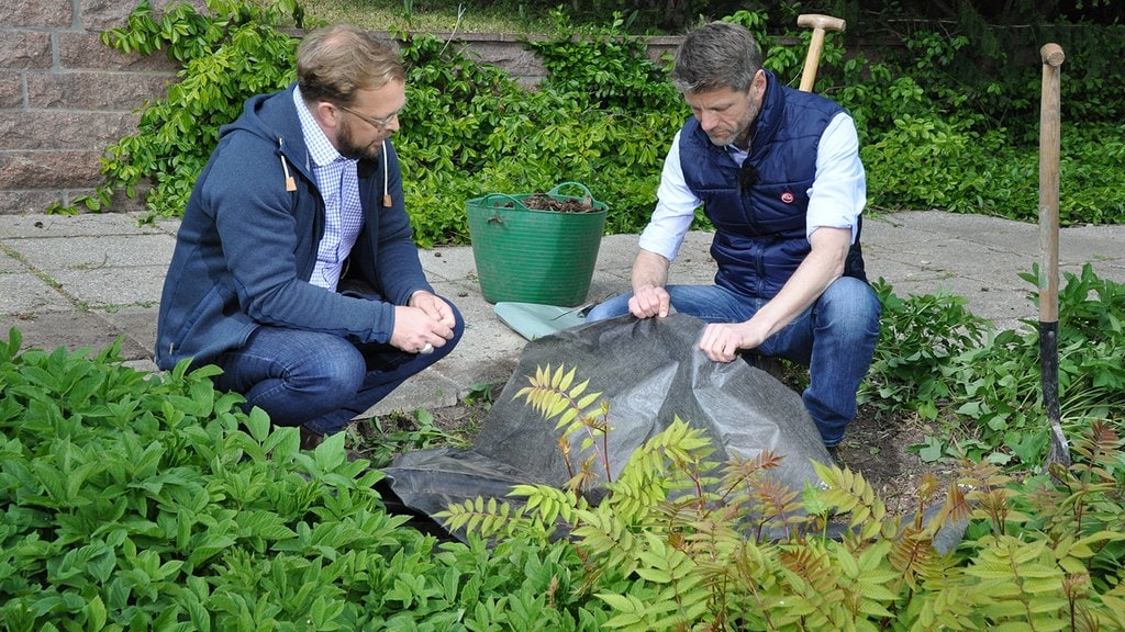 Giersch Im Garten Ohne Chemie Bekampfen Und Entfernen Mdr De
