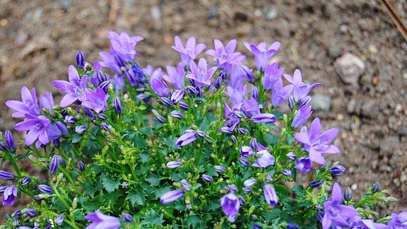 Glockenblume Campanula mit zahlreichen dunkellila Blüten