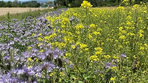 Phacelia und Gelbsenf wachsen als Gründünger auf einem Feld in Heldrungen.