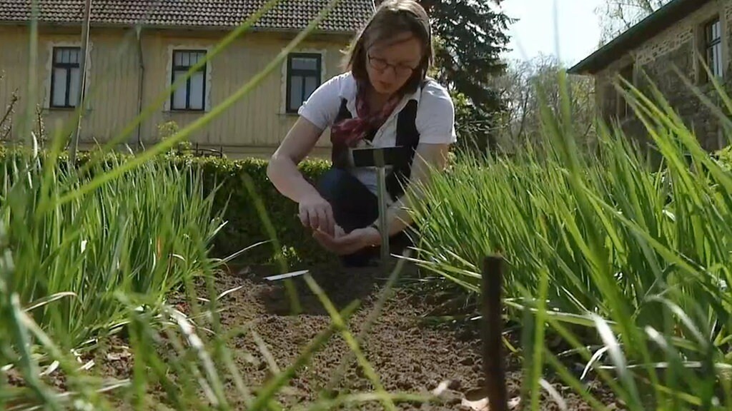 Garten Schwarzwurzel
