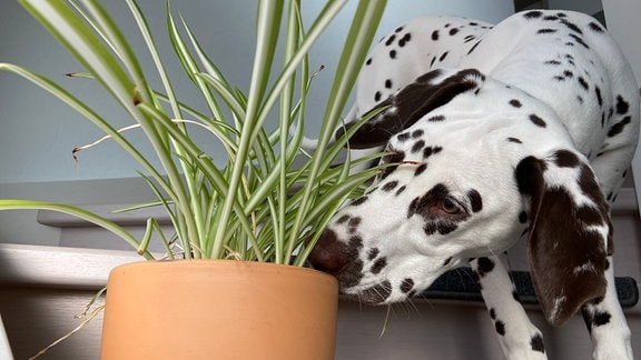 Ein Hund (Dalmatiner) schnüffelt an einer Grünlilie.