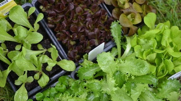 Verschiedene Salate  