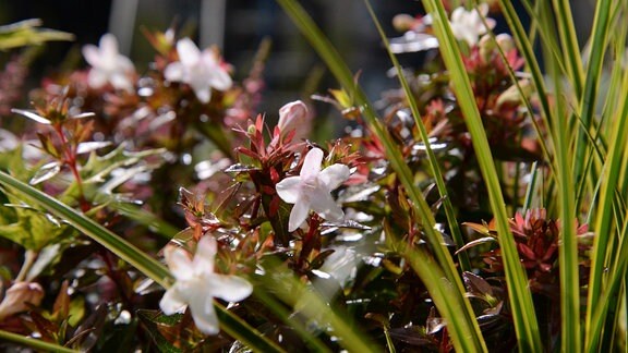 hübsche weiße Blüte der Abelia
