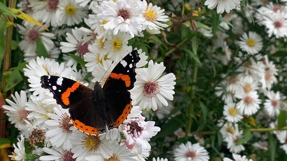 Astern locken Insekten an