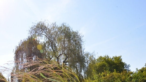 Heller großer Blumentopf mit verschiedenen Pflanzen: Hortensie, Rutenhirse, Herbstanemone