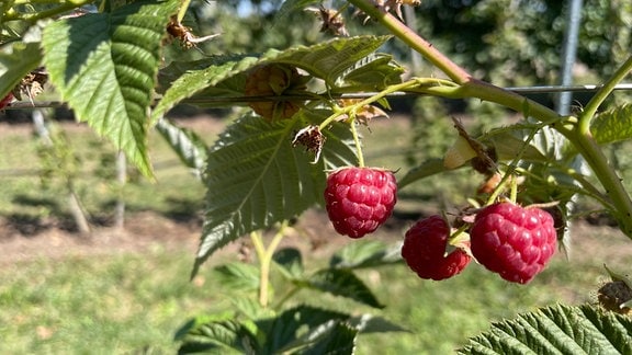 Reife Himbeeren an einem Spalier. 