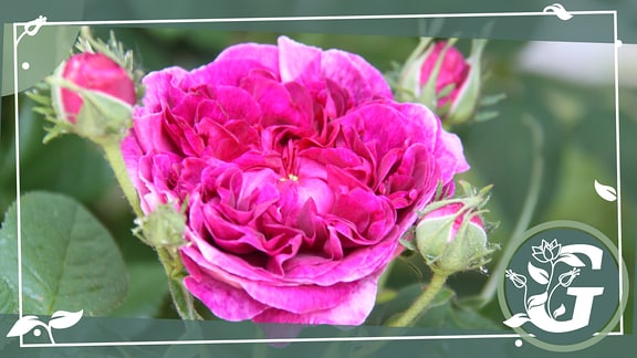 Eine Rosa damascena ´Jacques Cartier´ und das natürlich Gärtnern Logo.