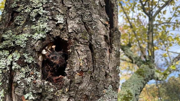 Ein Loch in einem Obstbaum (hohler Baum)