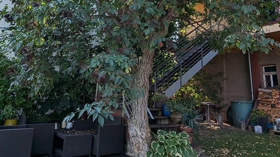 Holunder-Baum an einer Treppe im Garten.