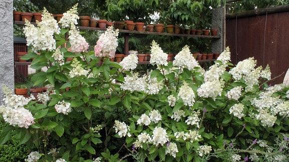 Weiß blühender Hortensienstrauch mit spitz zulaufenden Rispenblüten