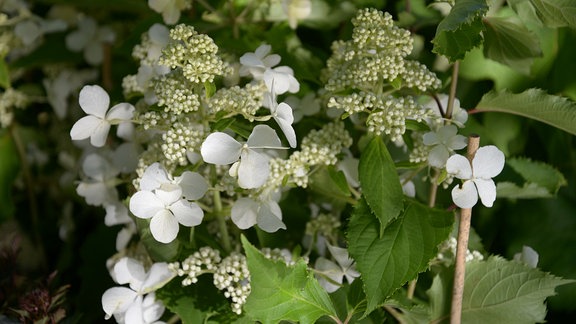 Eine Rispenhortensie mit großen einzelnen weißen Blüten. An der selben Dolde sind einige Blüten noch geschlossen.  