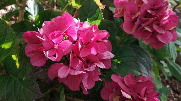 Pink blühende Bauernhortensie  