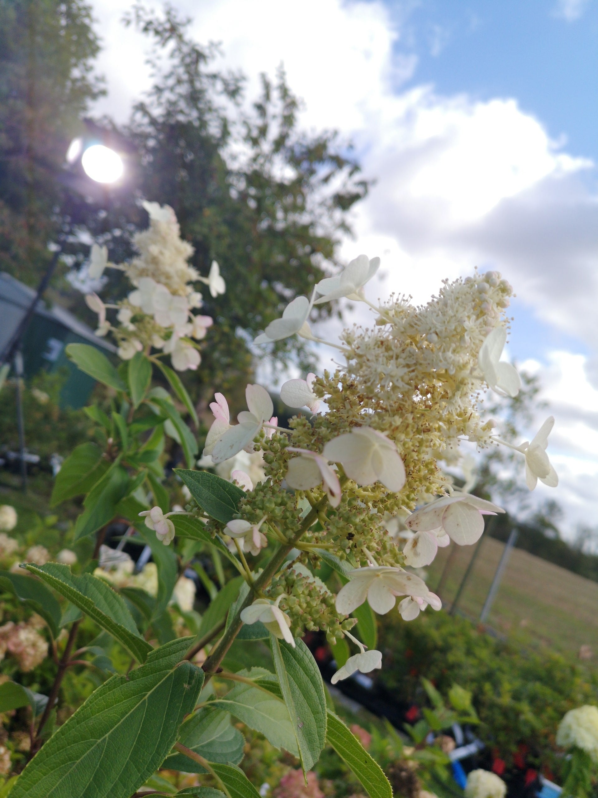 Wandelrschen Lantana Pflanzund Pflegetipps Mein Schner