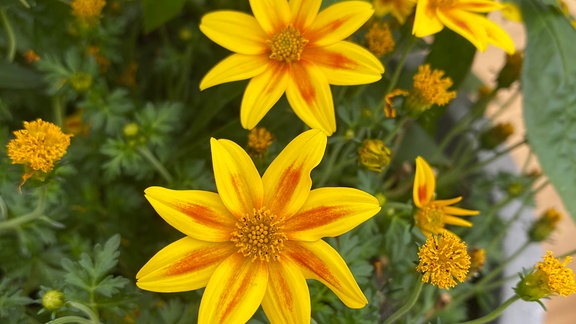 Gelbe Bidens-Blüten