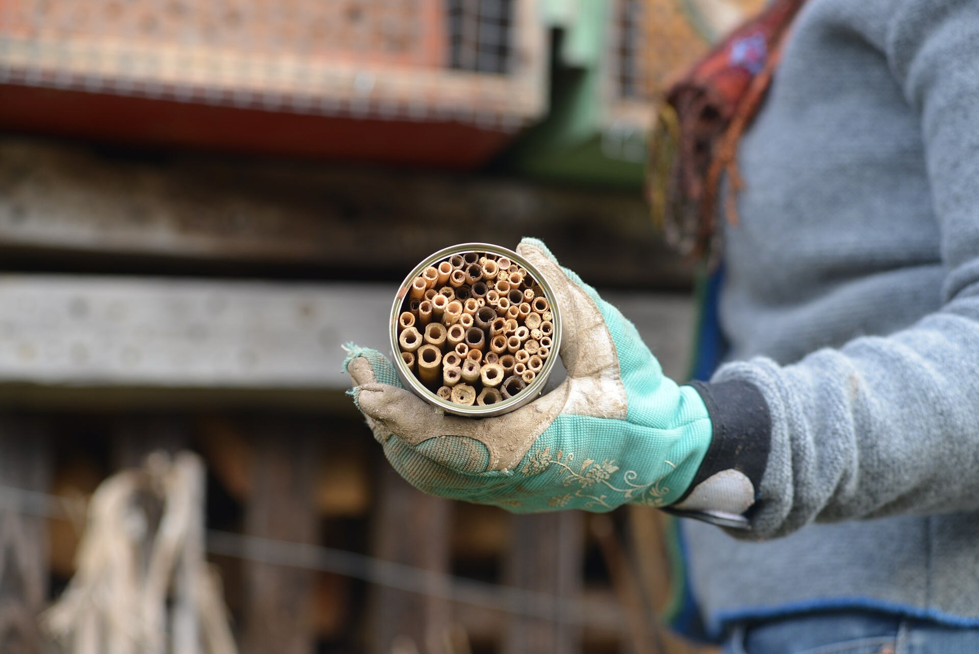 Wildbienen helfen Das Insektenhotel aufräumen MDR.DE