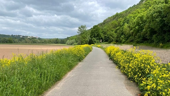 Saaleradweg bei Dornburg mit gelb blühenden Zackenschoten an beiden Wegrändern.
