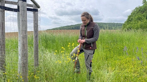 Katrin Hänze, Mitarbeiterin der Natura-2000-Station im Saale Holzland-Kreis, sticht eine Zackenschote aus (Golmsdorf).