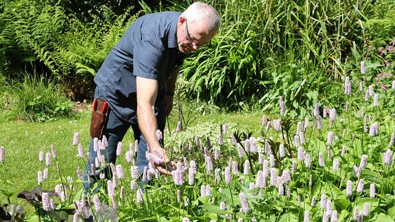 Conservation Gardening: Wie vom Aussterben bedrohte Pflanzen in Gärten ...