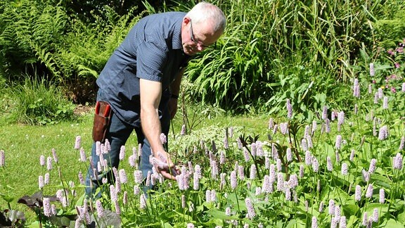 Ein Mann fasst die rosaroten Blüten von Pflanzen an, die auf einer Wiese wachsen. 