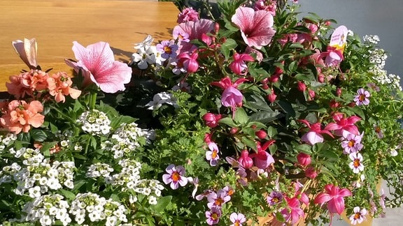 Pflanzen mit Blüten