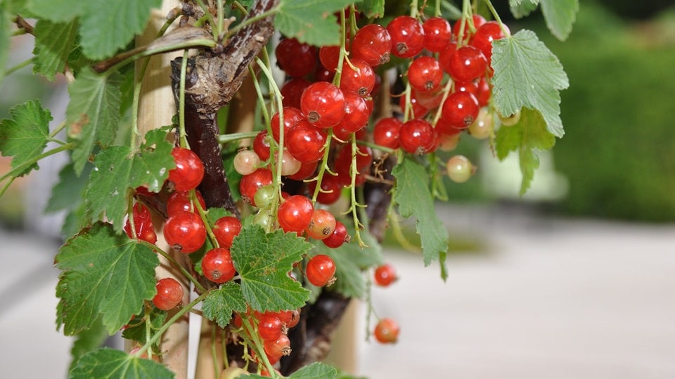 Johannisbeeren Hochstämmchen oder Strauch pflanzen? Vor und Nachteile