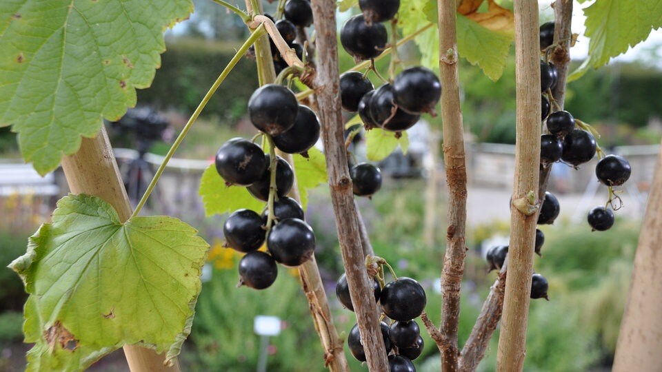 Johannisbeeren am Spalier pflanzen und erziehen MDR.DE
