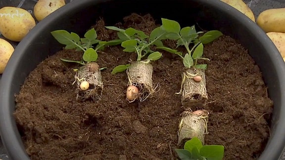 Kartoffel-Jungpflanzen liegen auf Erde in einem Pflanztopf