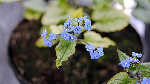 Nahaufnahme einer Blume mit zarten, hellblauen Blüten