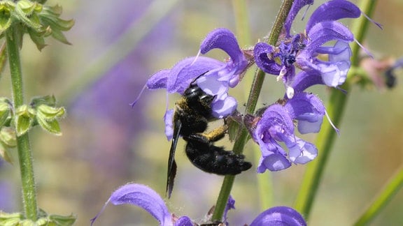 Klimainsekt: Eine schwarze Holzbiene auf einer Blüte