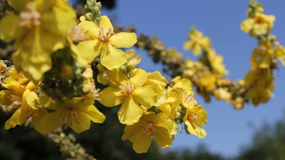 Gelbe Blüte der Königskerze