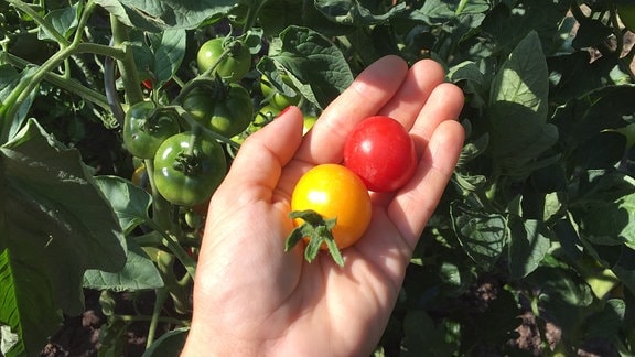 Tomatenpflanze: reife Tomaten auf einer Hand.